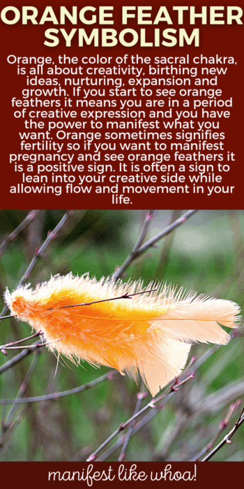 What Does It Mean When You Keep Seeing Orange Feathers? Color Magic for Manifesting & Angel Messages